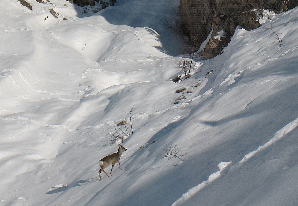 #1 Chevreuil montagnard Chevreuil montagnard