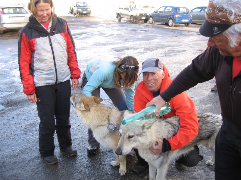 #8 Tête entre deux Sauts : Rencontre insolite avec 2 Loups croisé au parking. Tête entre deux Sauts : Rencontre insolite avec 2 Loups croisé au parking.