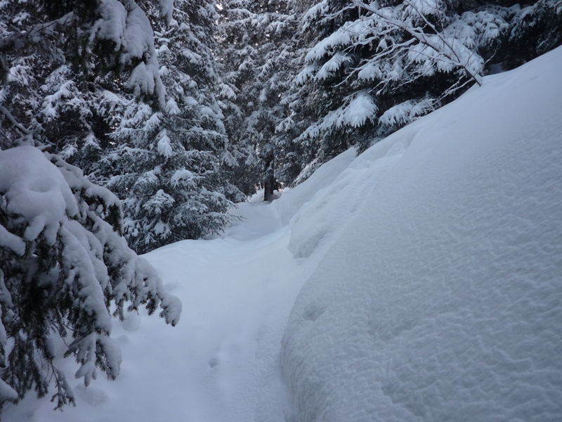 #5 Le 11.03.09 : La foret... Le 11.03.09 : La foret...
