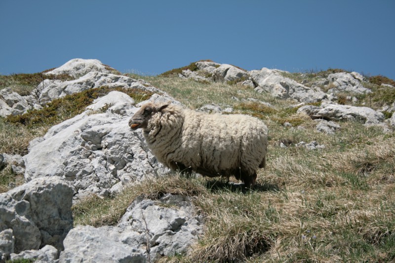 #19 Le mouton au printemps : Qq mois plus tard (mi-mai), le mouton a survécu et profite de l Le mouton au printemps : Qq mois plus tard (mi-mai), le mouton a survécu et profite de l'herbe, toujours au sommet. Merci a Denis Maitre pour m'avoir envoyé la photo.
