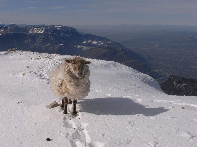 Le mouton de la Sure : Peut-etre qu'il a une copine bouquetine...