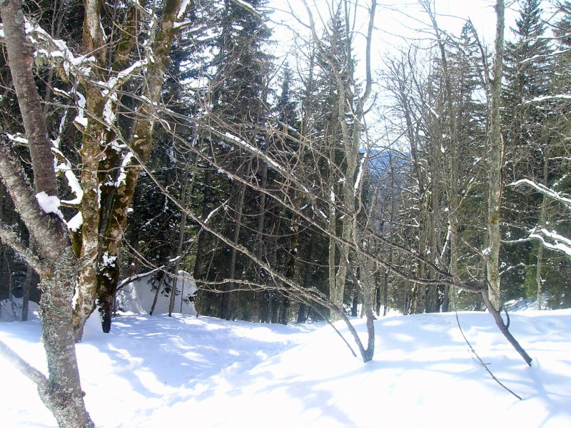#4 foret : la foret de la descente foret : la foret de la descente