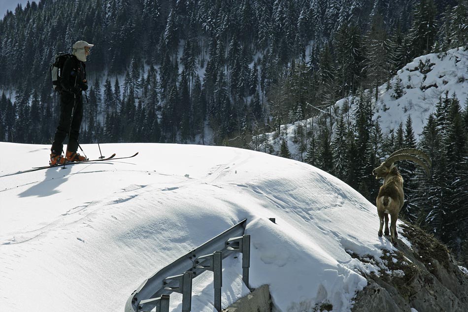 #2 Col du Rasoir : Rencontre inopinée au détour d Col du Rasoir : Rencontre inopinée au détour d'un virage !