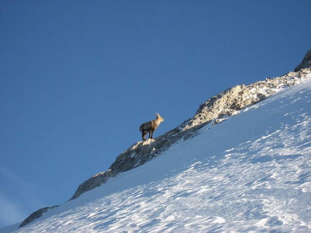 #3 Bouquetin : Un spectateur nous encourage Bouquetin : Un spectateur nous encourage