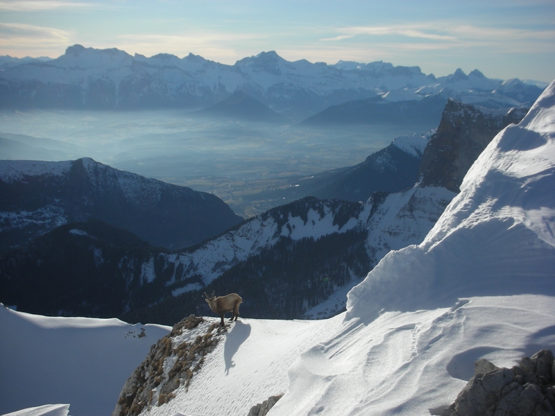 #4 Grand Veymont : on m Grand Veymont : on m'observe !