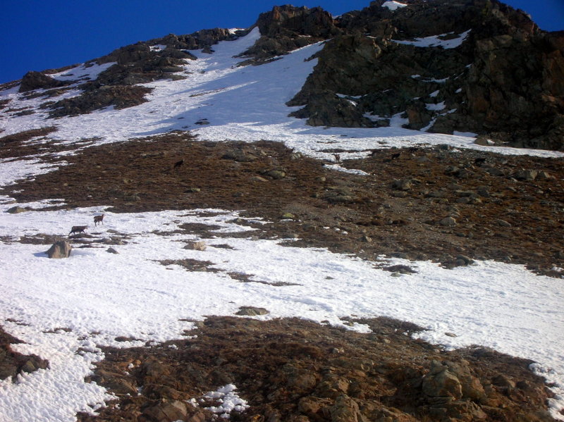 #3 chamois : un troupeau de chamois dans le combe d chamois : un troupeau de chamois dans le combe d'Arsine