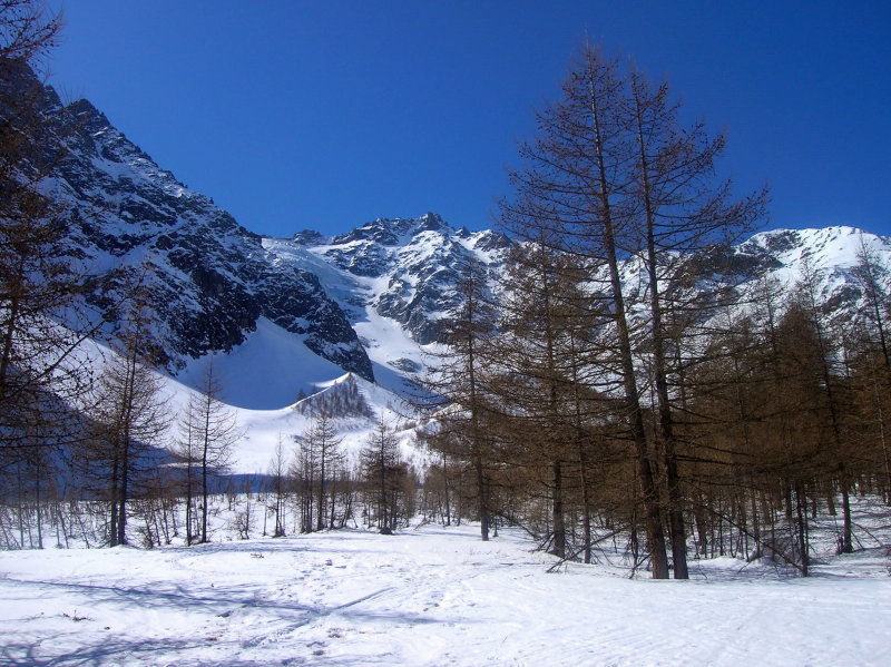 #4 meleze : Dans le bas : descente dans la forêt de meleze meleze : Dans le bas : descente dans la forêt de meleze