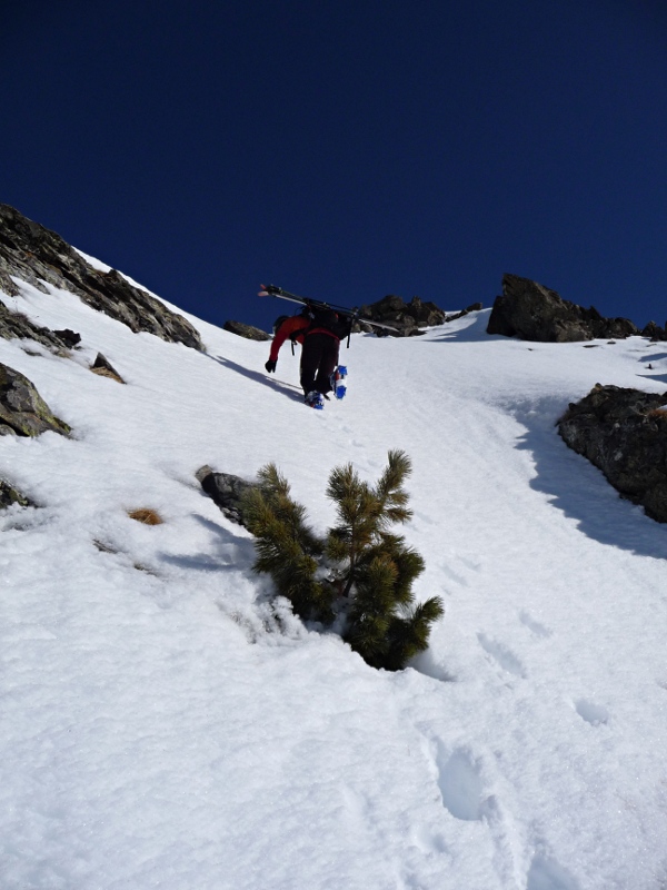 #6 Insolite : Un pin sur une arête à 2600m??? Insolite : Un pin sur une arête à 2600m???