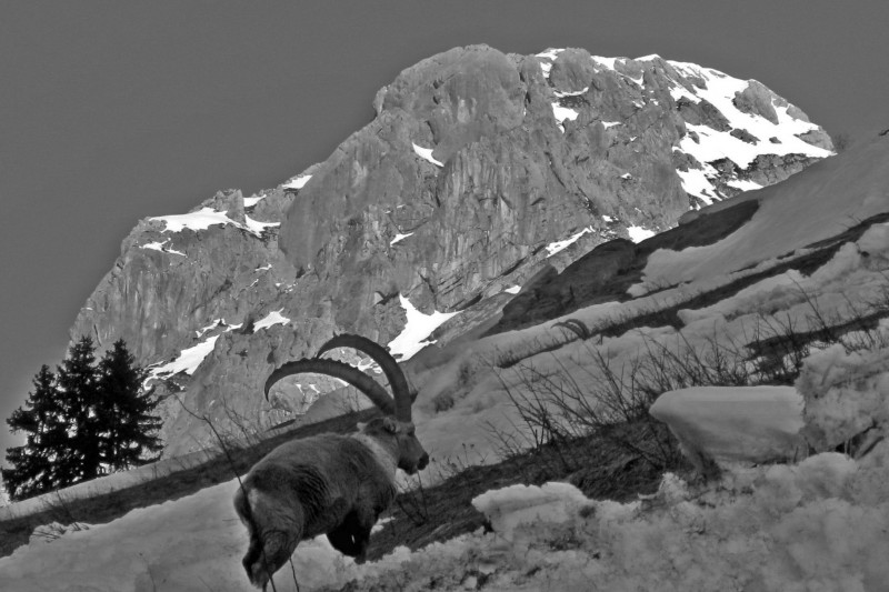 #3 Pointe Dzerat : noir et blanc : Pointe Dzerat : noir et blanc :