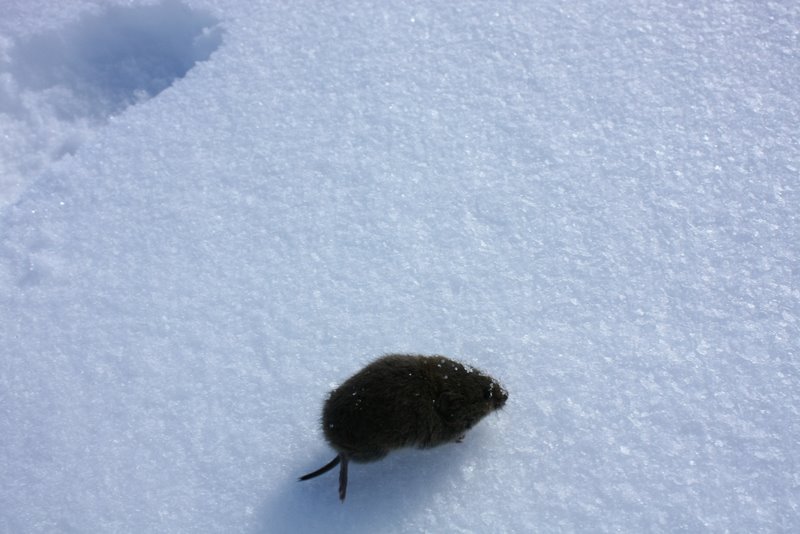 souris : la faune locale, à 2500m. C'est si léger que ca enfonce même pas dans la poudre.