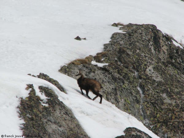 #12 Chamois : Chamois que l Chamois : Chamois que l'on reveille de sa grass'mat'