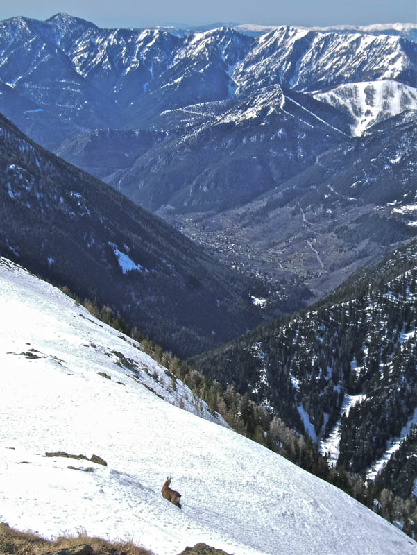 #3 LECHE : J LECHE : J'ai croisé un chamois au dessus de Mt Cavalet.