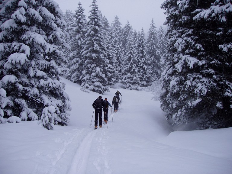 #1 Dans la forêt : ambiance hivernale Dans la forêt : ambiance hivernale