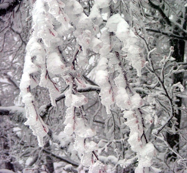 #1 figé : Branche et bourgeons de fayard (hêtre) pris dans la glace. figé : Branche et bourgeons de fayard (hêtre) pris dans la glace.