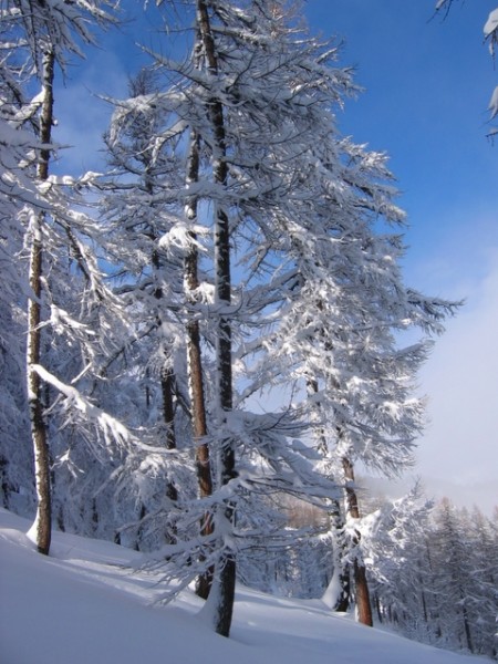 #1 Forêt de Réotier : Les beaux mélèzes de Réotier Forêt de Réotier : Les beaux mélèzes de Réotier