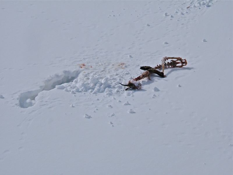 #4 Caïre d Caïre d'Archas : Un restant de chamois avant d'arriver au Col de la Valette.