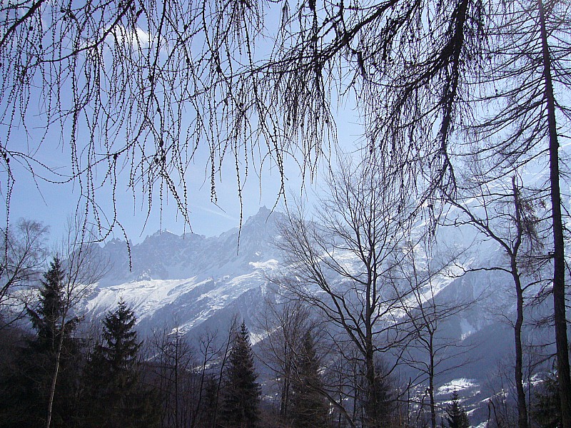 #8 04.04.09 Prarion : Branches de sapins devant massif Mt Blanc 04.04.09 Prarion : Branches de sapins devant massif Mt Blanc