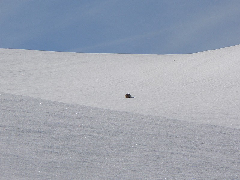 #1 Seule : Attention à l Seule : Attention à l'aigle...