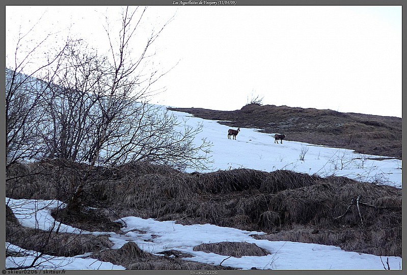 #9 Deux Chamois : Au petit jour... Deux Chamois : Au petit jour...
