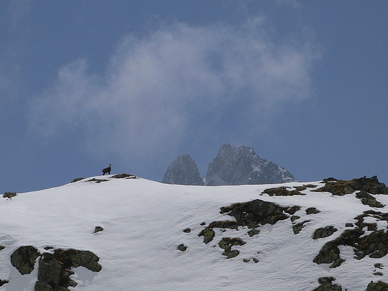 #5 Sous le couloir : Chamois à l Sous le couloir : Chamois à l'abri des chasseurs