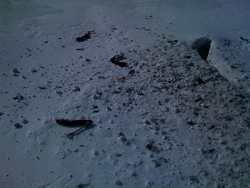 #4 est-ce le loup? : l est-ce le loup? : l'entrée de la "glacière" avec des restes de chamois autour