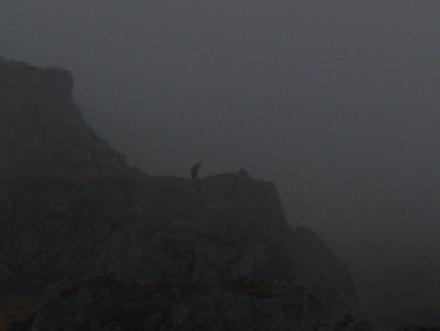 #5 vallée de la fontaine salée : un chamois me rend visite sur le rocher!! vallée de la fontaine salée : un chamois me rend visite sur le rocher!!