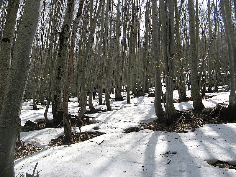 #13 Retour par la forêt : Attention aux bucherons... Retour par la forêt : Attention aux bucherons...