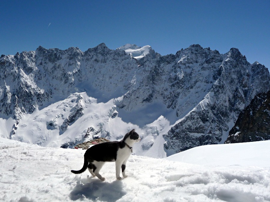 #5 Chat alors : Marmotte aux allures citadines, pas de doute, on est arrivé au refuge ! Chat alors : Marmotte aux allures citadines, pas de doute, on est arrivé au refuge !