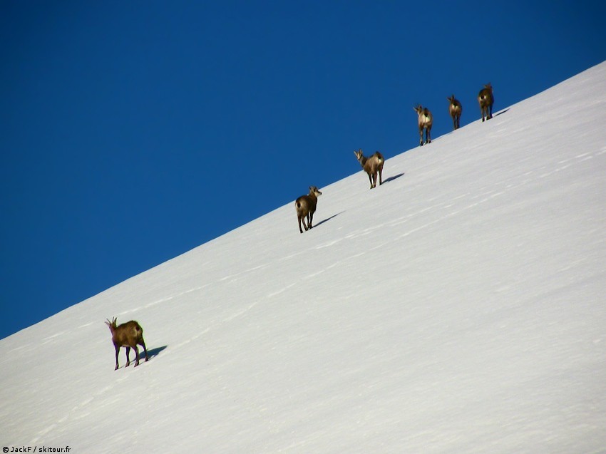 Compagnons de randonnée : Un groupe de chamois nous a accompagné une partie de la montée