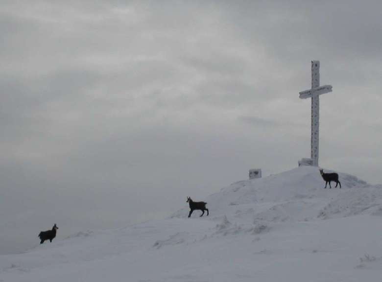 #1 Chamois au sommet : Je ne serai pas le premier animal au sommet aujourd Chamois au sommet : Je ne serai pas le premier animal au sommet aujourd'hui