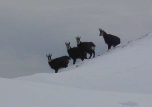 #2 Quatre, ils sont quatre : Pas farouche les bestioles. Y a pas grand chose à bouffer la haut. Quelques maigres touffes ici et là. Quatre, ils sont quatre : Pas farouche les bestioles. Y a pas grand chose à bouffer la haut. Quelques maigres touffes ici et là.