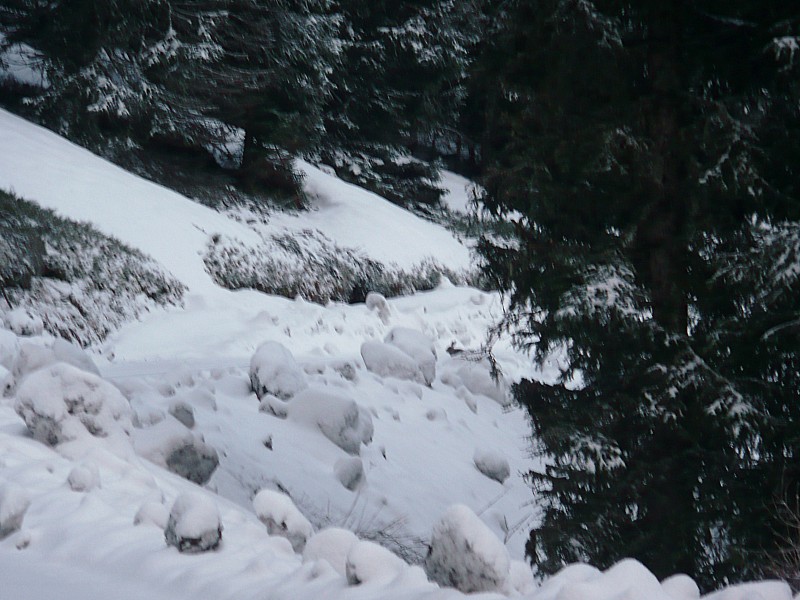 #1 lièvre furtif et variable : si si un lièvre blanc se cache dans le paysage,ses 2 grandes oreilles le trahissent,son pelage a commencé à changer de couleur. lièvre furtif et variable : si si un lièvre blanc se cache dans le paysage,ses 2 grandes oreilles le trahissent,son pelage a commencé à changer de couleur.