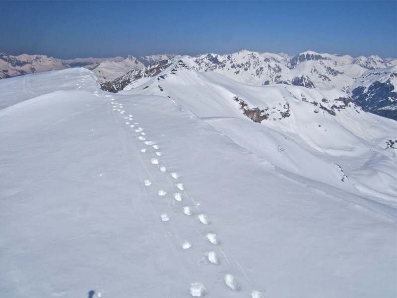 #7 Nègre et Mounier : Crête de la Montagne de l Nègre et Mounier : Crête de la Montagne de l'Alp et toujours la trace de chamois qui m'amènera jusqu'au col de Crousette.