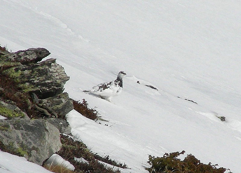 #14 Lagopède des Alpes : Rencontre bien sympa... Lagopède des Alpes : Rencontre bien sympa...