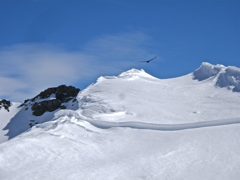 #5 PELAT : Un aigle nous a rendu visite sur la crête de la Petite Cayolle. PELAT : Un aigle nous a rendu visite sur la crête de la Petite Cayolle.
