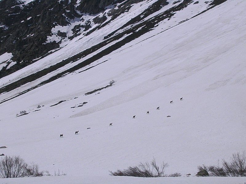 #5 Alignement de Chamois : Rencontre avec quelques chamois. Alignement de Chamois : Rencontre avec quelques chamois.