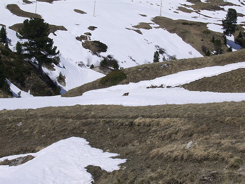 #9 marmotte : vraiment pas farouche marmotte : vraiment pas farouche