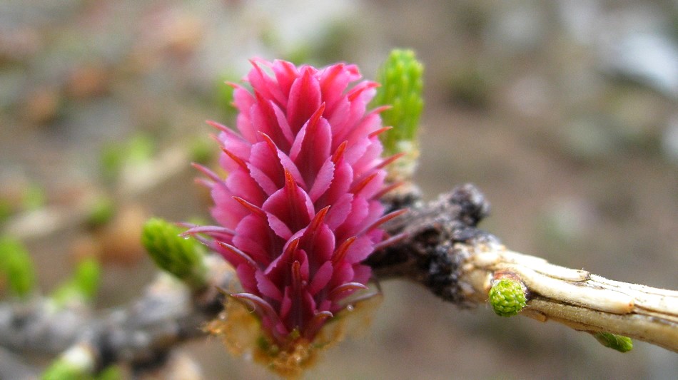 #6 Fleur de mélèze : Au départ d Fleur de mélèze : Au départ d'Ailefroide