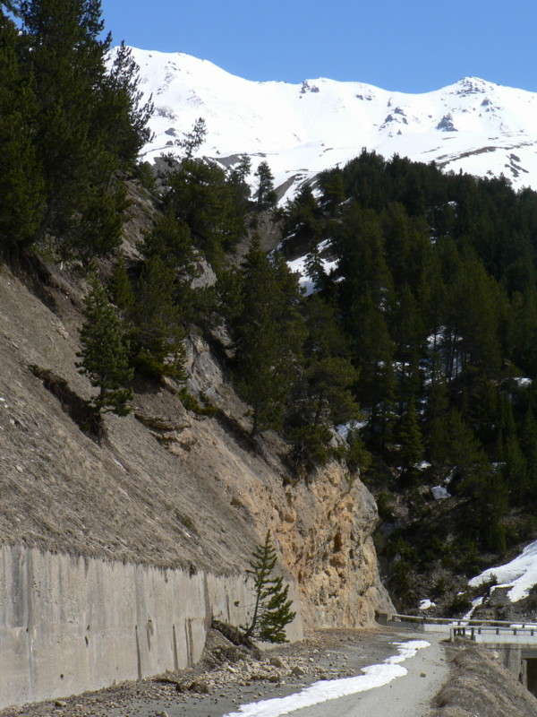 #5 étonnant : Même les arbres jouent à faire de la luge! étonnant : Même les arbres jouent à faire de la luge!