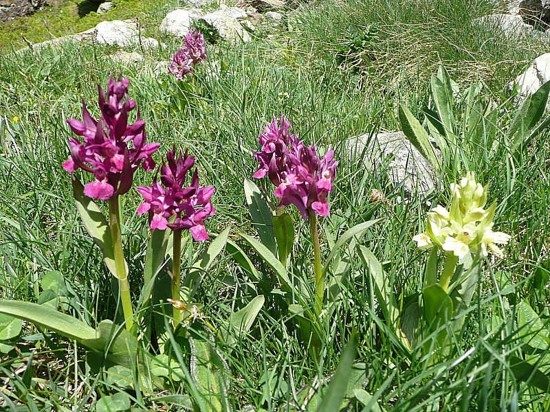 Pour finir sereinement. : orchis printanière.