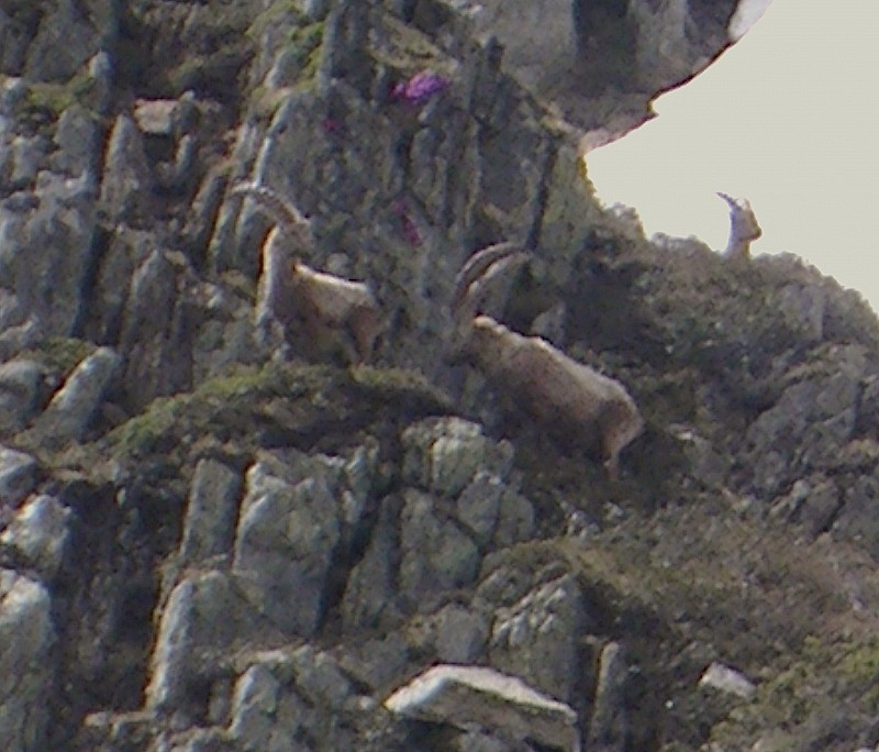 #5 en famille : des chamois et des bouquetins partout, mais que font les loups? en famille : des chamois et des bouquetins partout, mais que font les loups?
