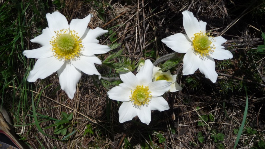#6 Anemone : petite fleur au pré Anemone : petite fleur au pré