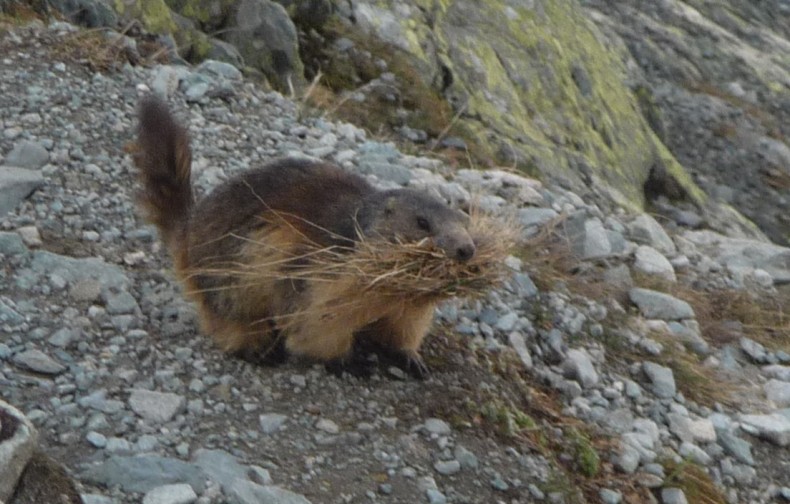 Marmotte : elle fait les foins sous le refuge