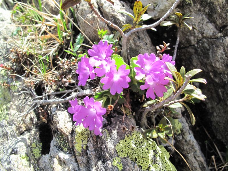 #7 C C'est le printemps : De jolies fleurs dans la roche