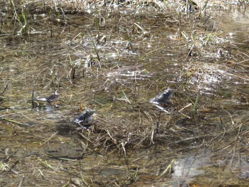 #8 Des grenouilles (ou crapauds) : ç Des grenouilles (ou crapauds) : ç'a batifole dans les gouilles d'eau au soleil