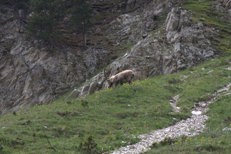 #3 Bouquetin : sur le chemin du retour Bouquetin : sur le chemin du retour