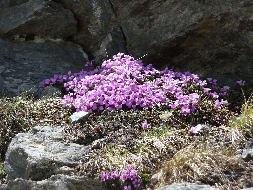 #22 Coussinet fleuri : Découvert lors du contournement de la cascade. Coussinet fleuri : Découvert lors du contournement de la cascade.