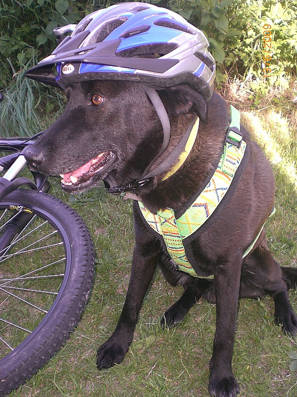 #21 kiki, absent, pas trop content : Bon, dis, et si on passait au vélo... ! kiki, absent, pas trop content : Bon, dis, et si on passait au vélo... !