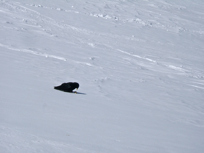 #32 Grand Paradis : Pause casse croûte pour tous, vers 3700m. Grand Paradis : Pause casse croûte pour tous, vers 3700m.