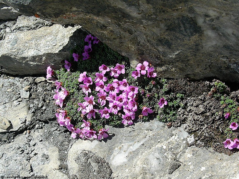 #13 Flower Power : Des fleurs à presque 3400 m !!! Je pensais même pas que c Flower Power : Des fleurs à presque 3400 m !!! Je pensais même pas que c'était possible!